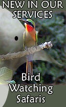 Kenya Bird Watching Safaris