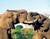 Tsavo Elephant - 3 days Ngutuni Sanctuary and Tsavo West