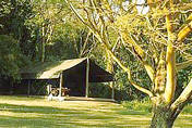 Mara siana springs tent in an indigenous forest