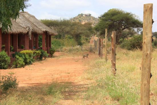 Red Elephant Safari Lodge