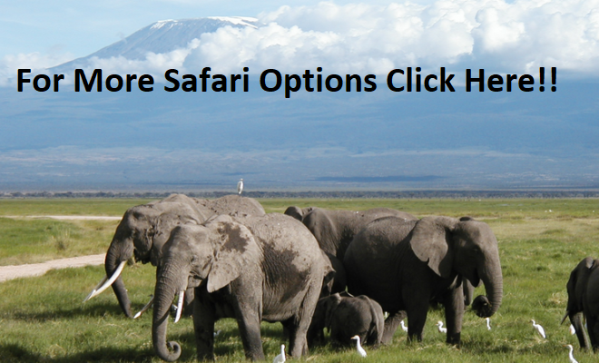Book your Kenya Safari for the low season and enjoy huge discounts on Beach Hotels, Safari Lodges and Safari Charges - Click Here