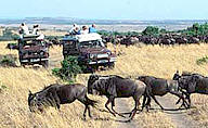 masai mara - kenya safari