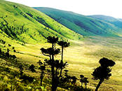 Part of the Ngorongoro crater