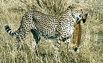 Serengeti Cheetah with a kill
