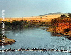 wildebeest crossing the Mara river